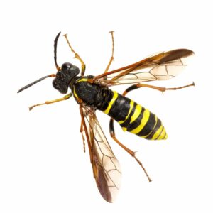 Apfelsägewespe