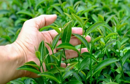 Lorbeerblatt (Laurus nobilis)