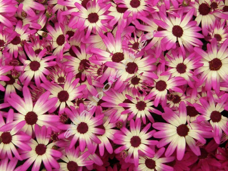 Senecio cruentus​