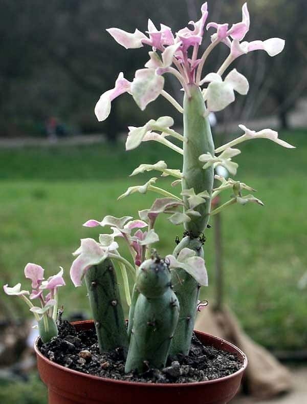 Senecio articulatus​