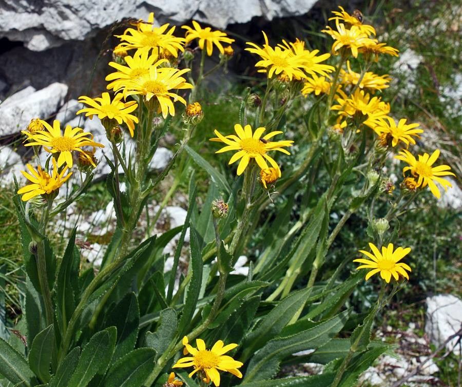 Senecio doronicum​