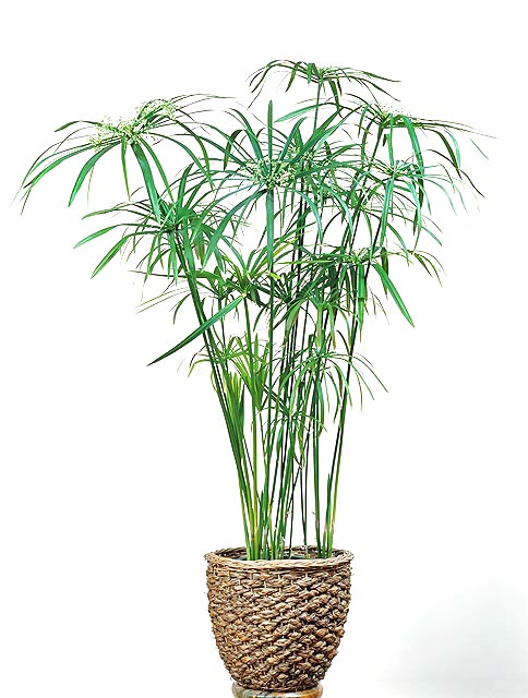 Wechselblättriges Zypergras (Cyperus alternifolius)