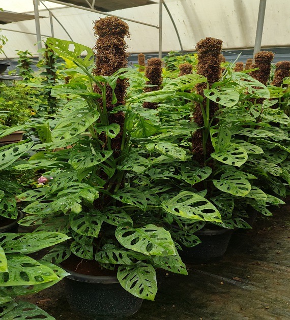 Monstera adansonii (syn. Monstera pertusa)​