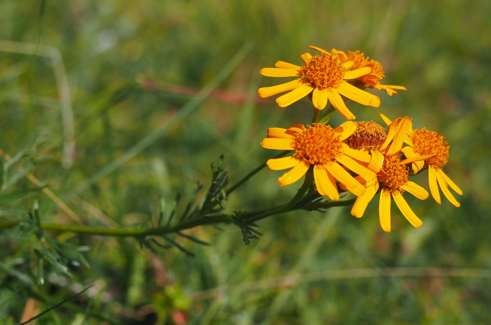 Senecio abrotanifolius, Eberrauten-Greiskraut​