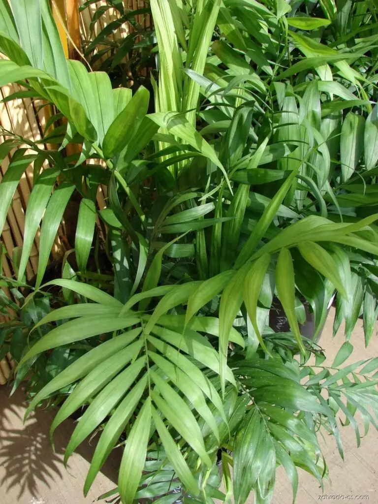 Chamedorea (Chamaedorea elegans)​
