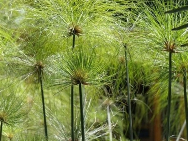 Papyrusstaude (Cyperus papyrus)