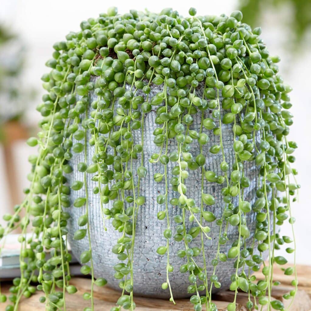 Senecio rowleyanus​
