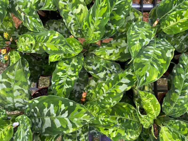 Aglaonema pictum 'Tricolor'