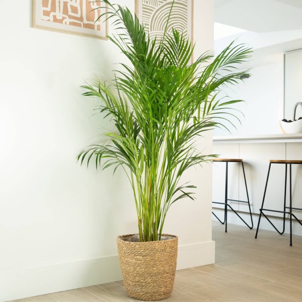 Areka (Chrysalidocarpus lutescens)​