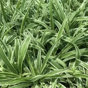Grünlilie (Chlorophytum comosum)​