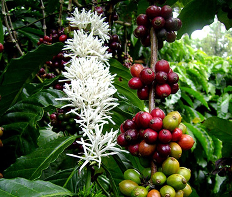 Kaffeestrauch (Coffea)​