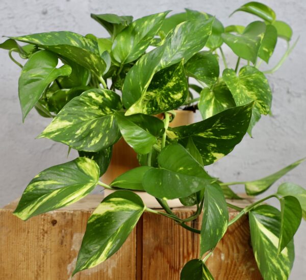 Goldene Efeutute (Epipremnum aureum) mit gelbgrün marmorierten Blättern in einem hellen Topf