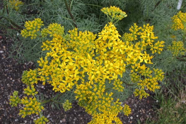 Senecio adonidifolius​
