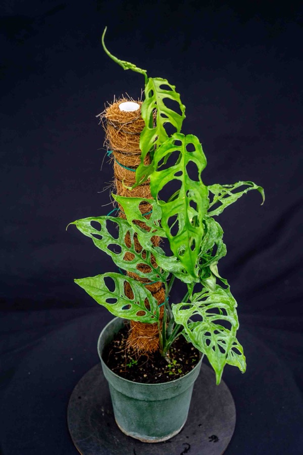 Monstera obliqua​
