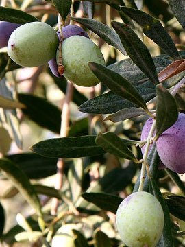 Frostbeständiger Olivenbaum