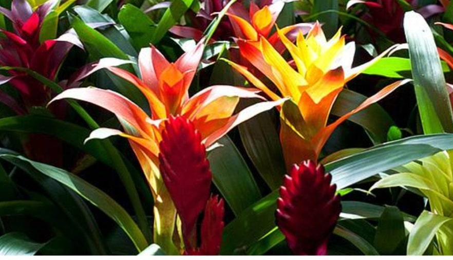 Bromelia Pflege