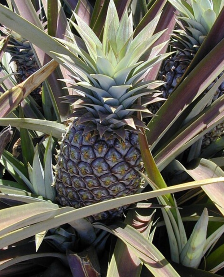 Bromelien Arten