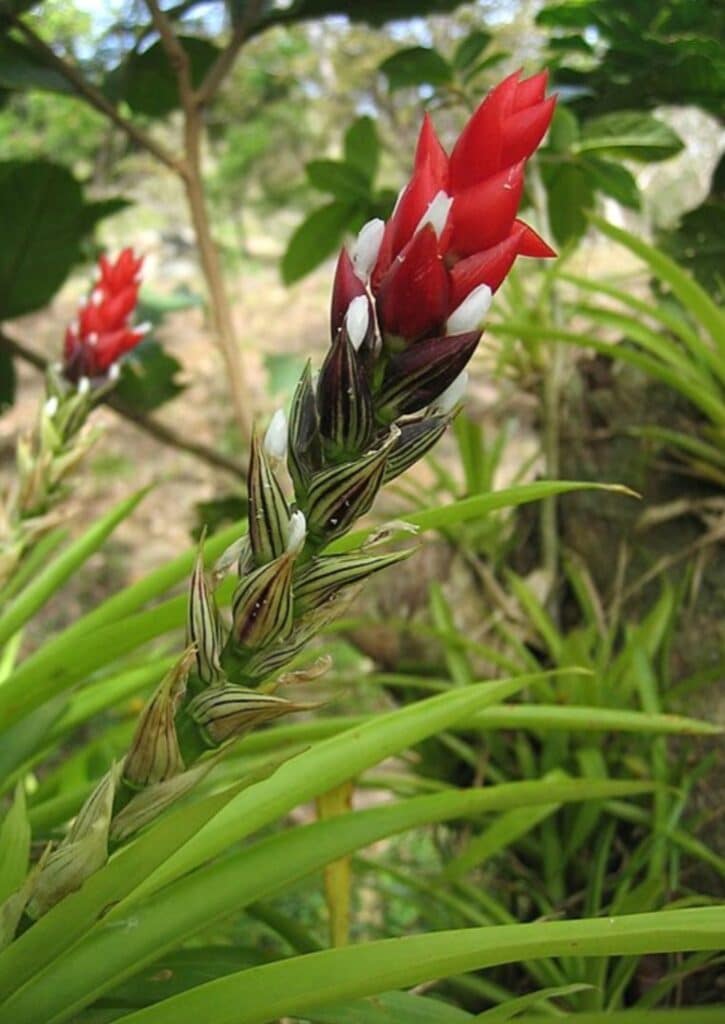 Bromelien Arten