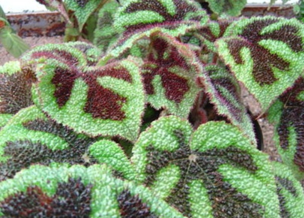 Begonia Blätter
