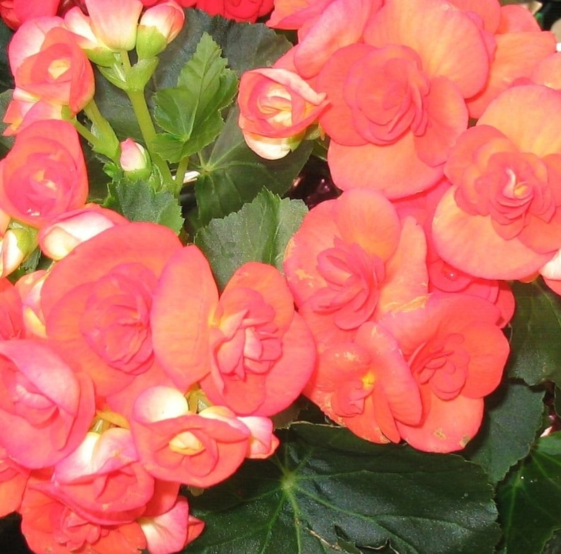 Begonia