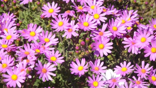 Senecio elegans, Ziergreiskraut ​