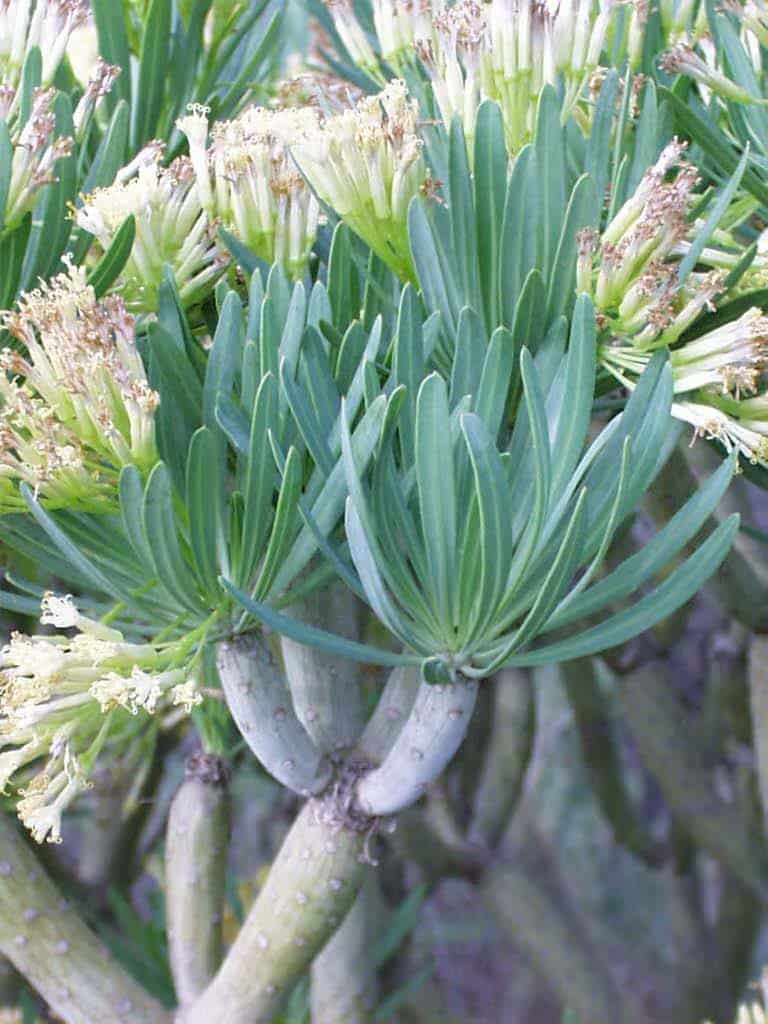 Senecio kleinia​