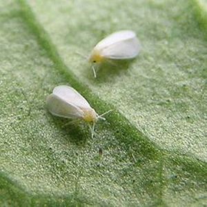 Mottenschildläuse (Aleyrodidae)