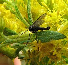 Schädlinge an Zimmerpflanzen - Trauermücken (Sciaridae)