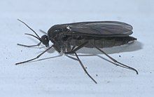 Schädlinge an Zimmerpflanzen - Trauermücken (Sciaridae)