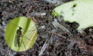Schädlinge an Zimmerpflanzen - Trauermücken (Sciaridae)