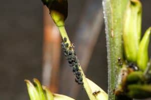 Schädlinge an Zimmerpflanzen - Blattläuse