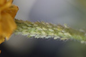 Schädlinge an Zimmerpflanzen - Blattläuse