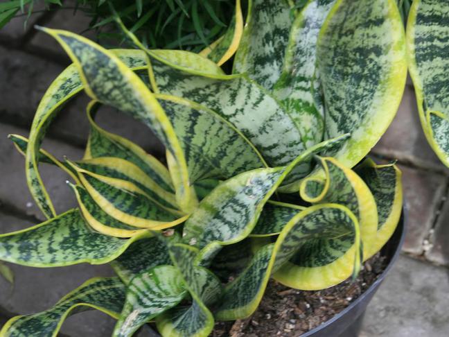 Schwiegermutterzunge (Sansevieria)
