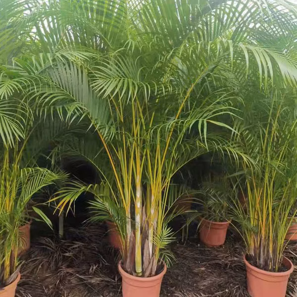 Areka (Chrysalidocarpus lutescens)​