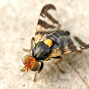 Kirschfruchtfliege - Rhagoletis cerasi