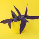 Purpurblättrige Dreimasterblume mit violetten Blättern in einem gelben Topf