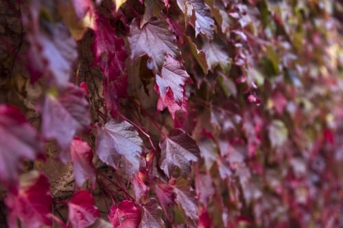 Herbstblätter des Efeus