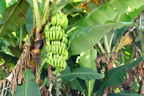 Bananenstaude