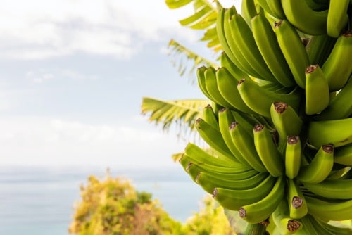 Bananen, die auf einem Baum mit Meereshintergrund wachsen