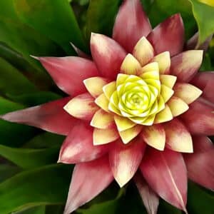 Bromelie vriesea
