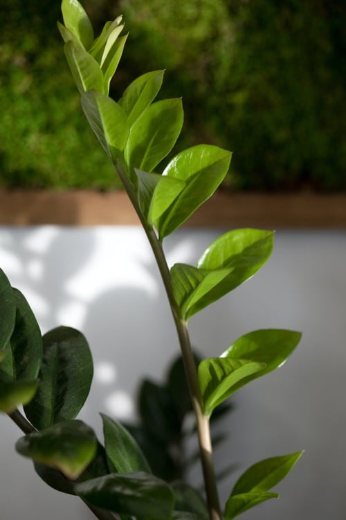 Zamioculcas schöne Blätter