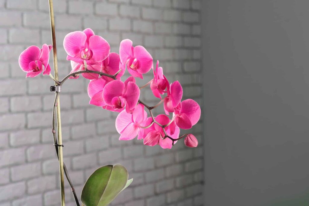 beautiful purple orchid flowers on a branch