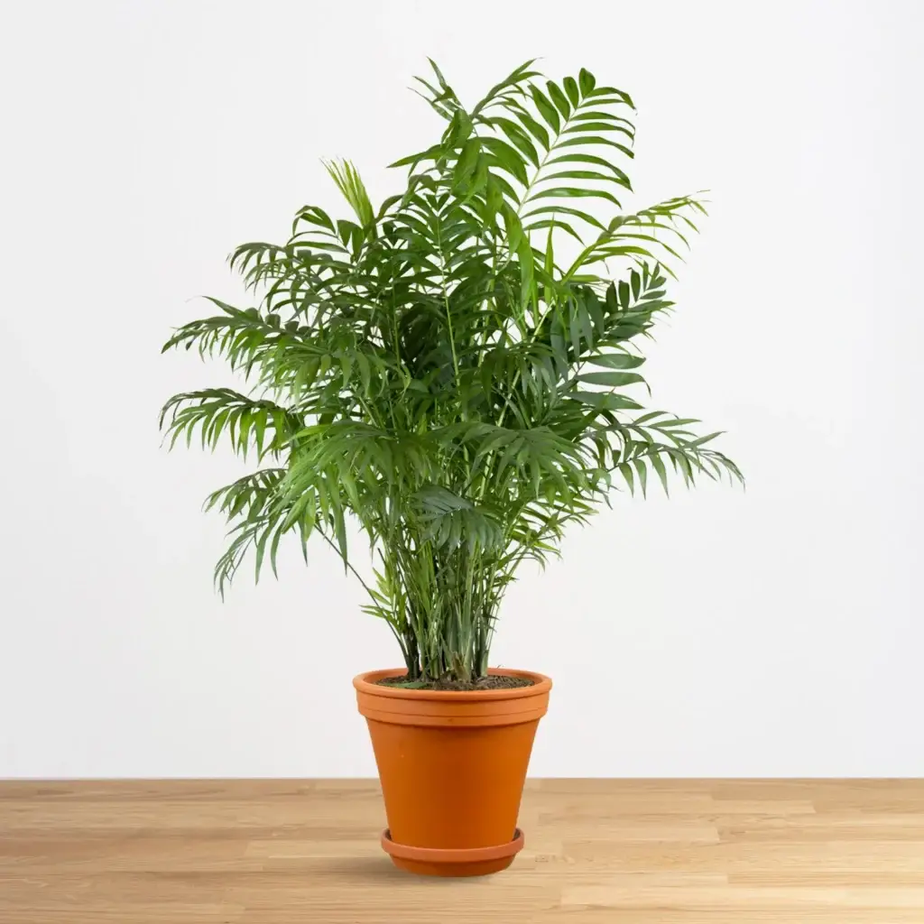 Chamedorea (Chamaedorea elegans)​