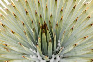 Yucca Blütenstand