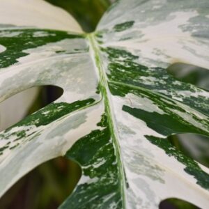 Detail des Blattes der Monstera variegata