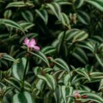 Blühende Tradescantia zebrina mit kleiner rosa Blüte zwischen silbrig gestreiften Blättern