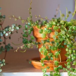 Hängende Triebe der Pilea libanensis im Terrakottatopf aus der Nähe