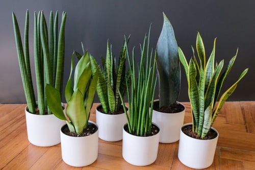 Sechs Bogenhanf-Arten (Sansevieria) in weißen Töpfen – beliebte Zimmerpflanzen fürs Schlafzimmer