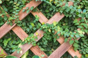 Kletterpflanze mit kleinen ovalen Blättern an einem Holzspalier