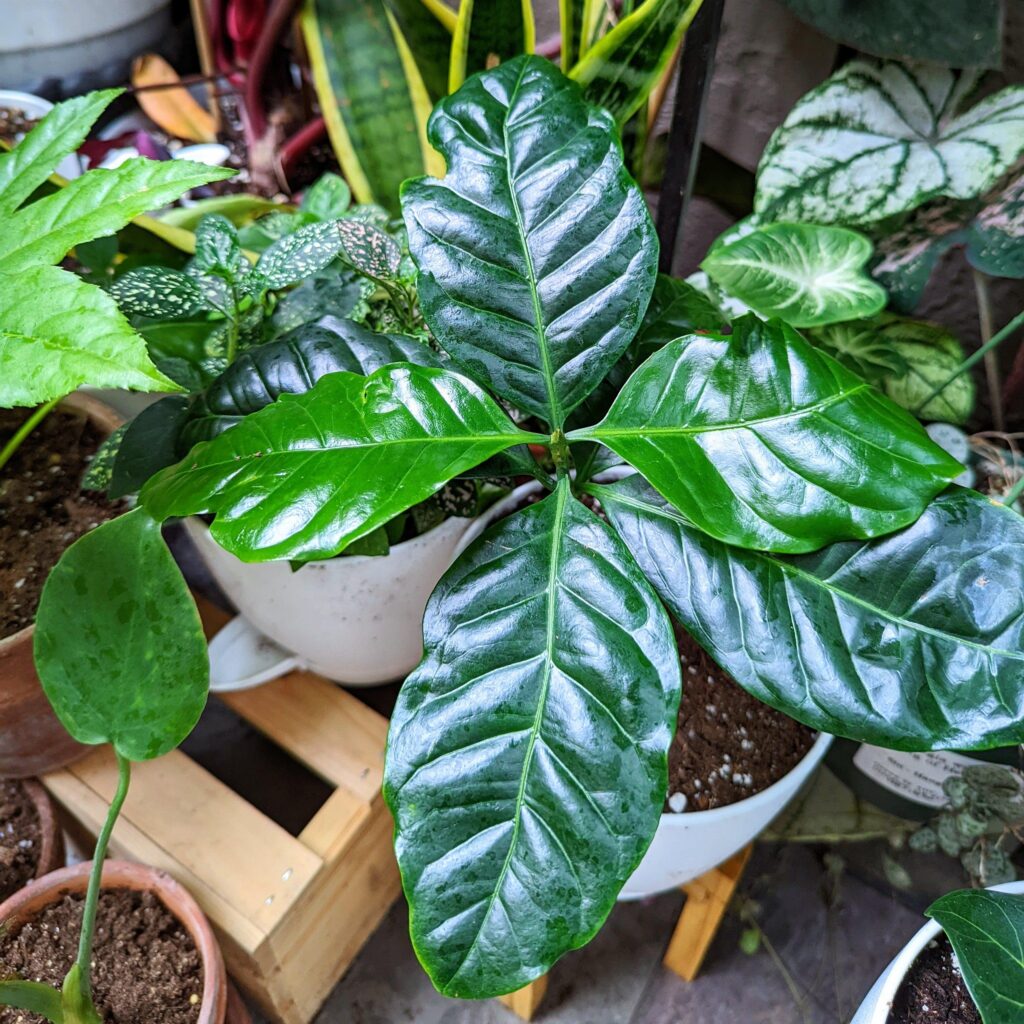 Kaffeestrauch (Coffea)​